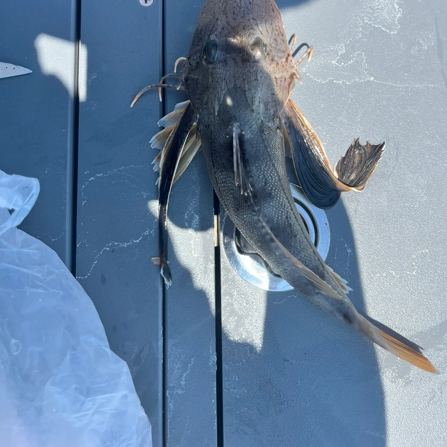 catch