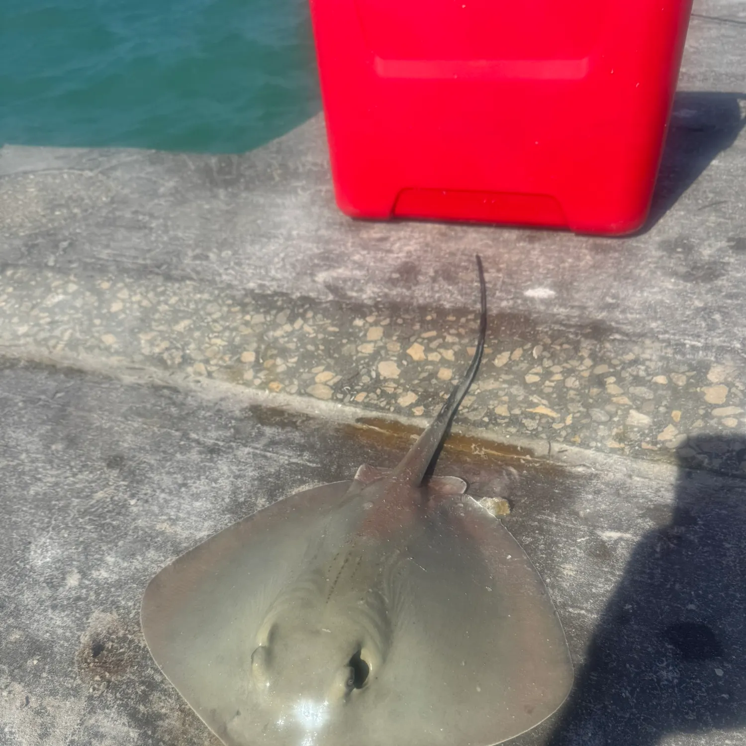 The most recent Atlantic stingray catches on Fishbrain