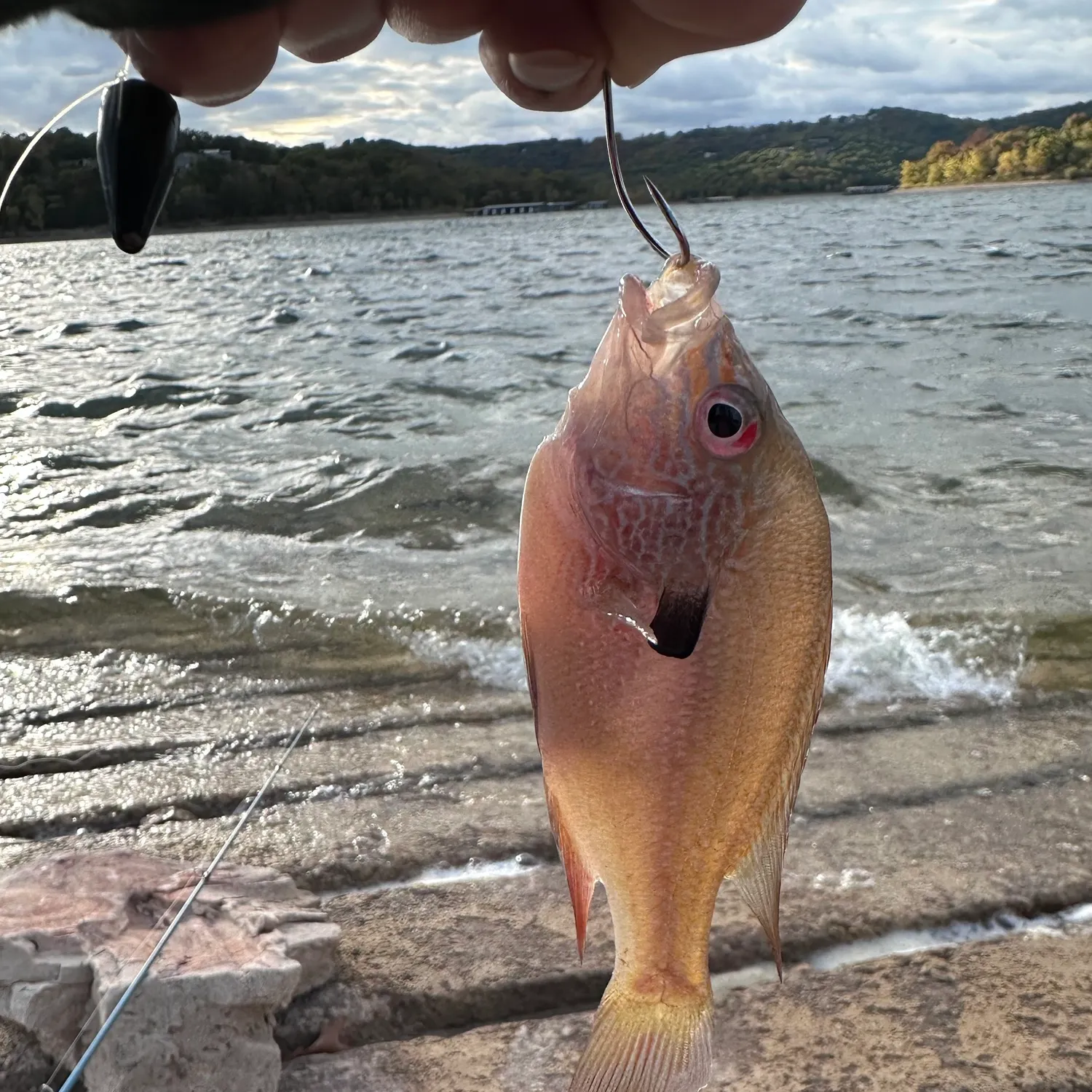Longear sunfish caught on Fishbrain