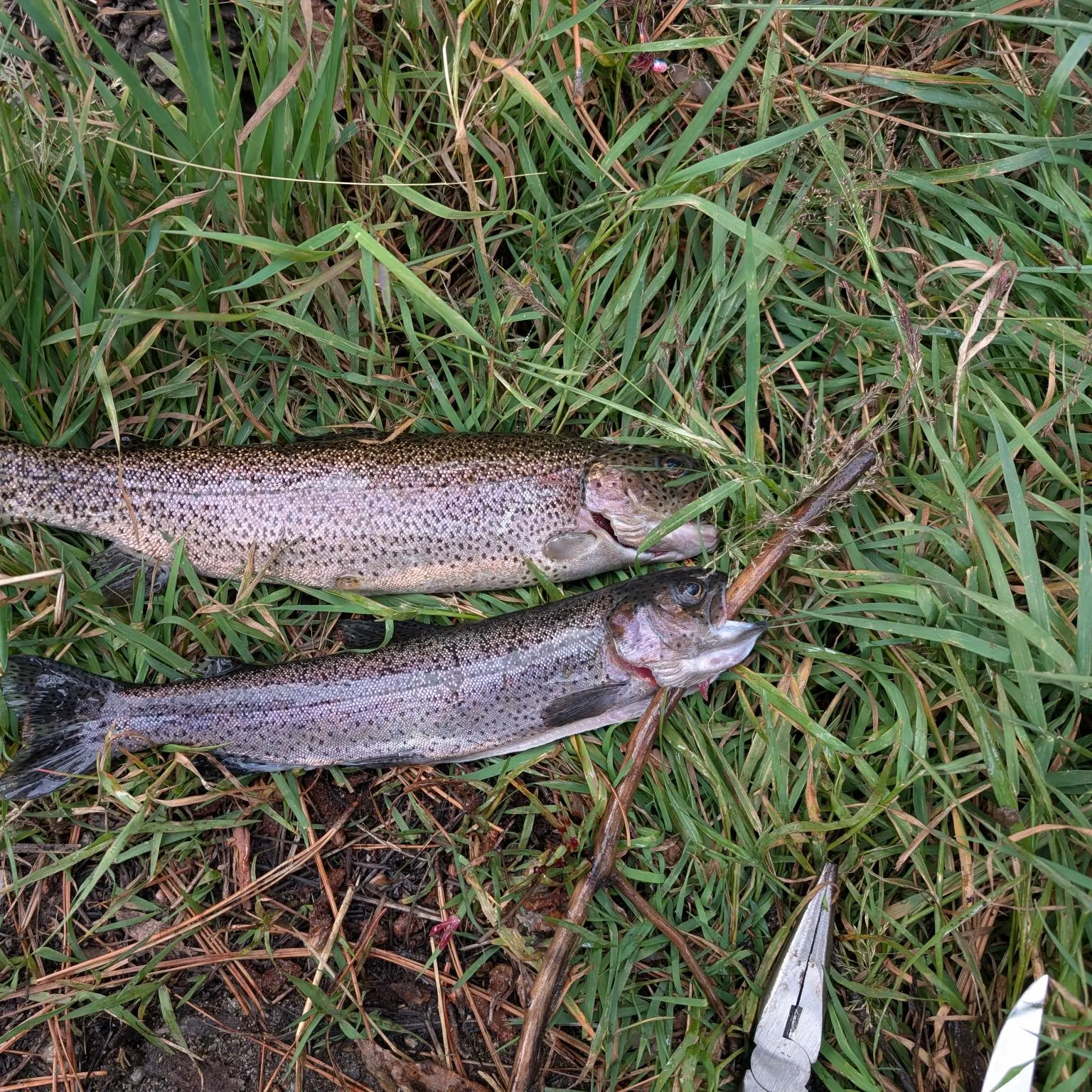 Rainbow trout caught on Fishbrain