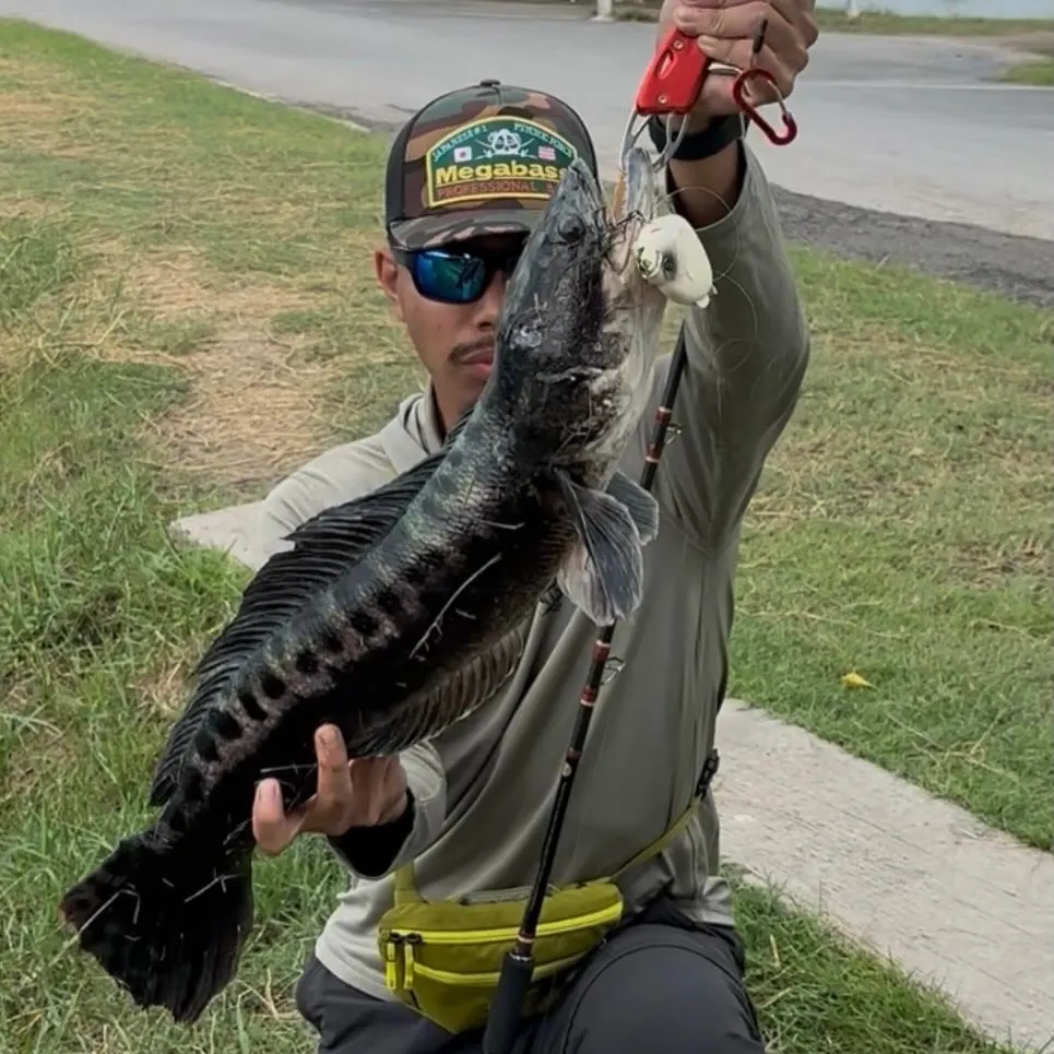 The most recent Indonesian snakehead catches on Fishbrain