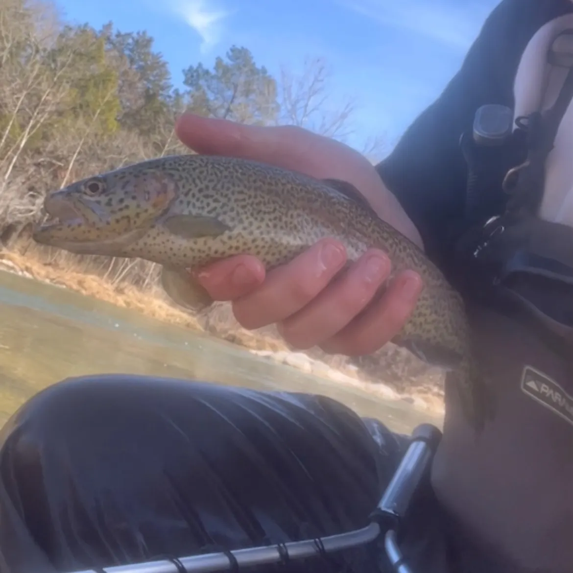 Rainbow trout caught on Fishbrain