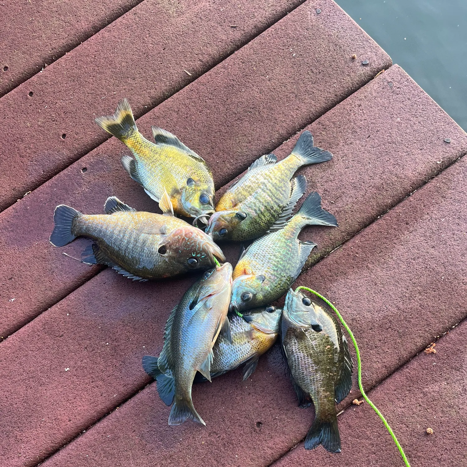 recently logged catches