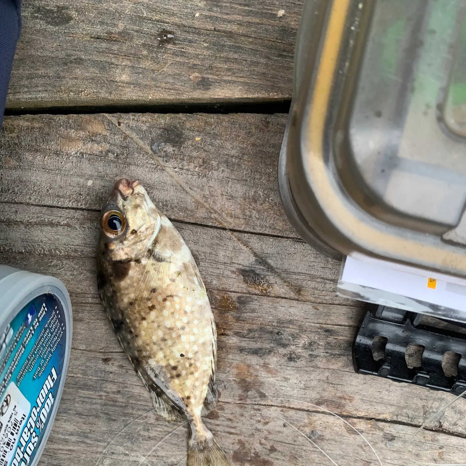 The most recent Marbled Spinefoot catches on Fishbrain