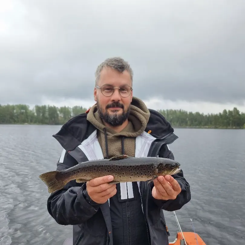 Brown trout caught on Fishbrain