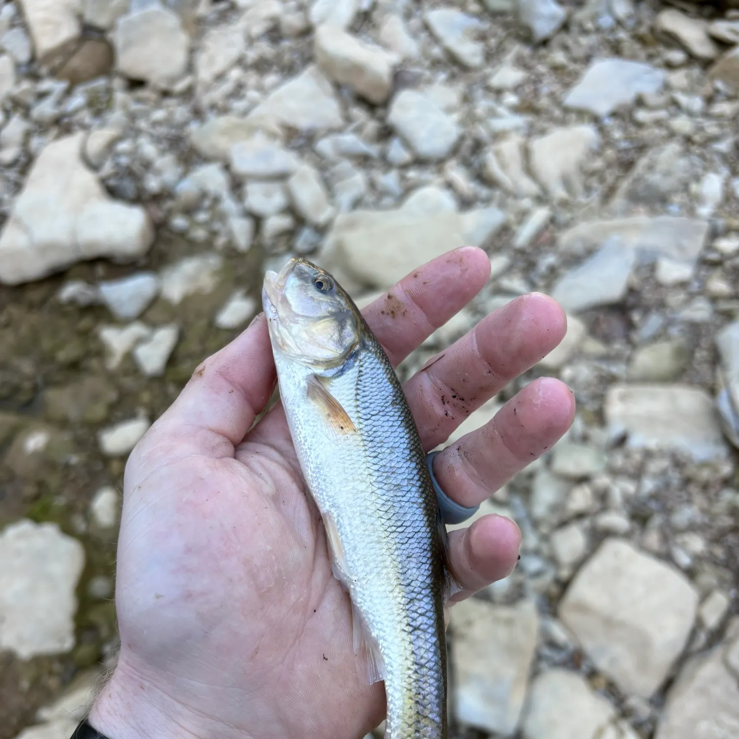 Creek chub caught on Fishbrain