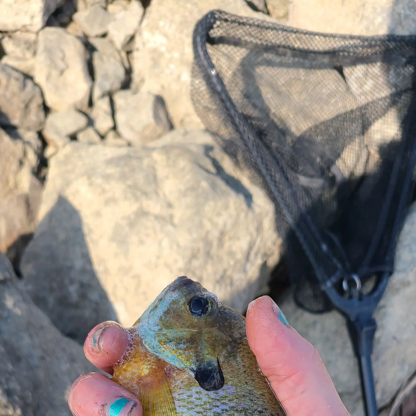 catch