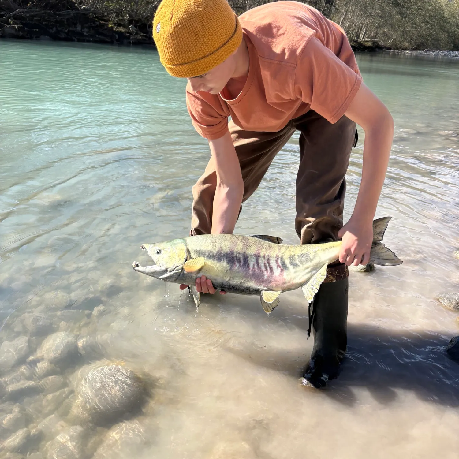 Chum salmon caught on Fishbrain