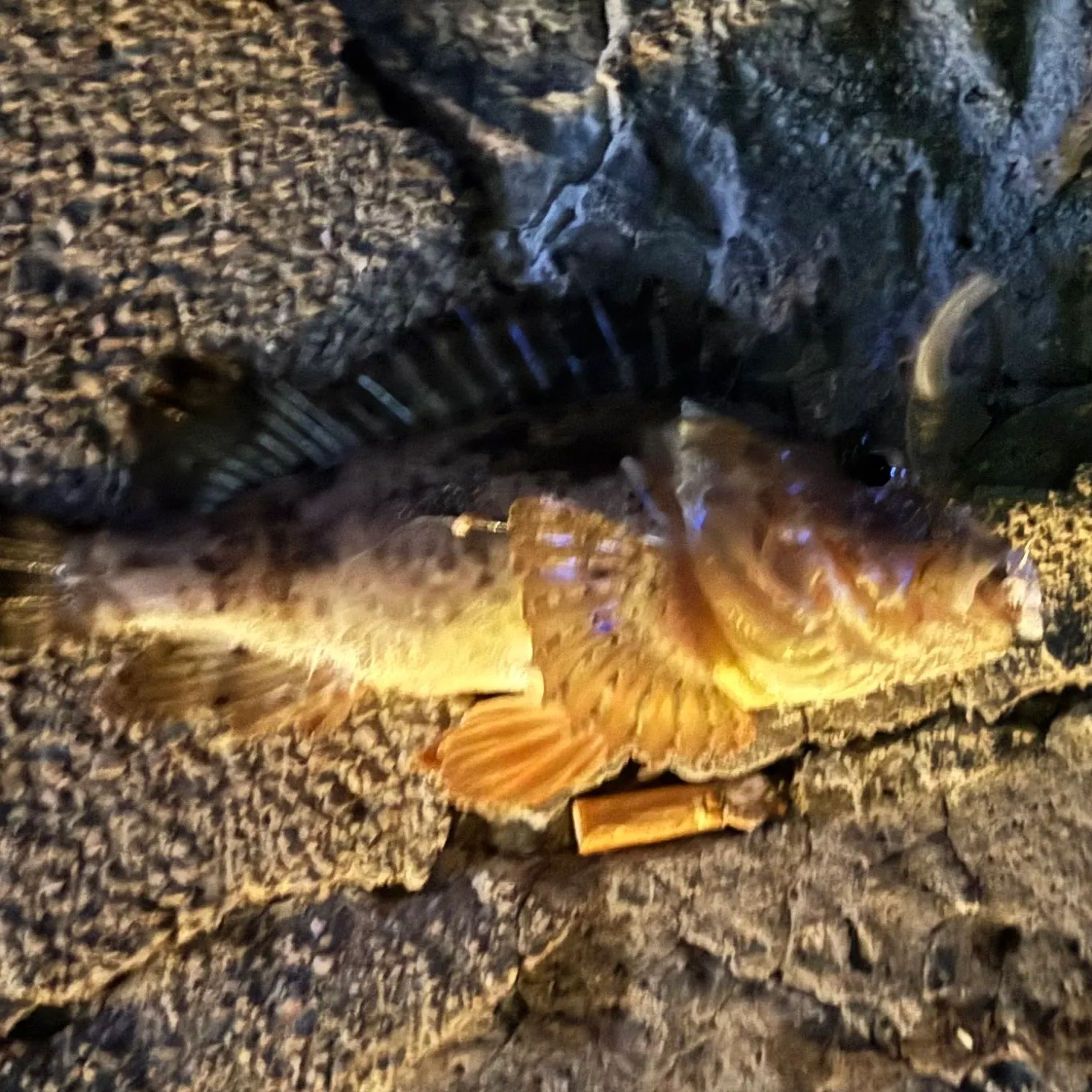California scorpionfish caught on Fishbrain