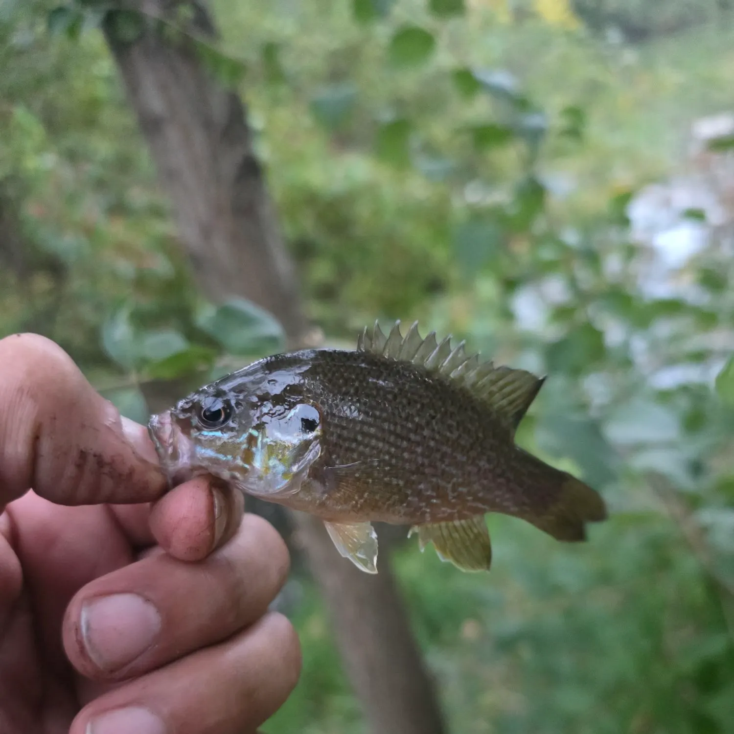 Green sunfish caught on Fishbrain