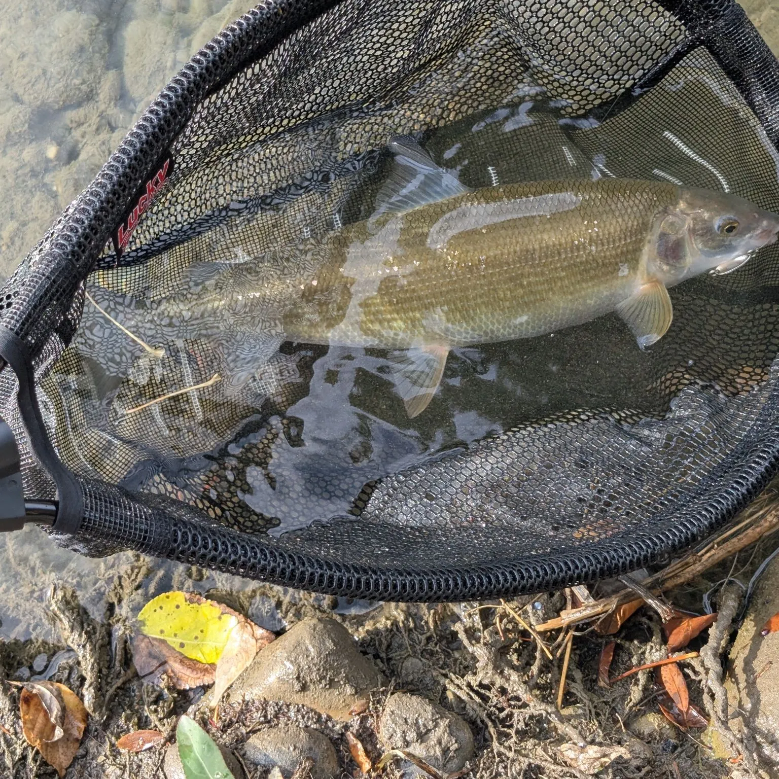 Mountain whitefish caught on Fishbrain