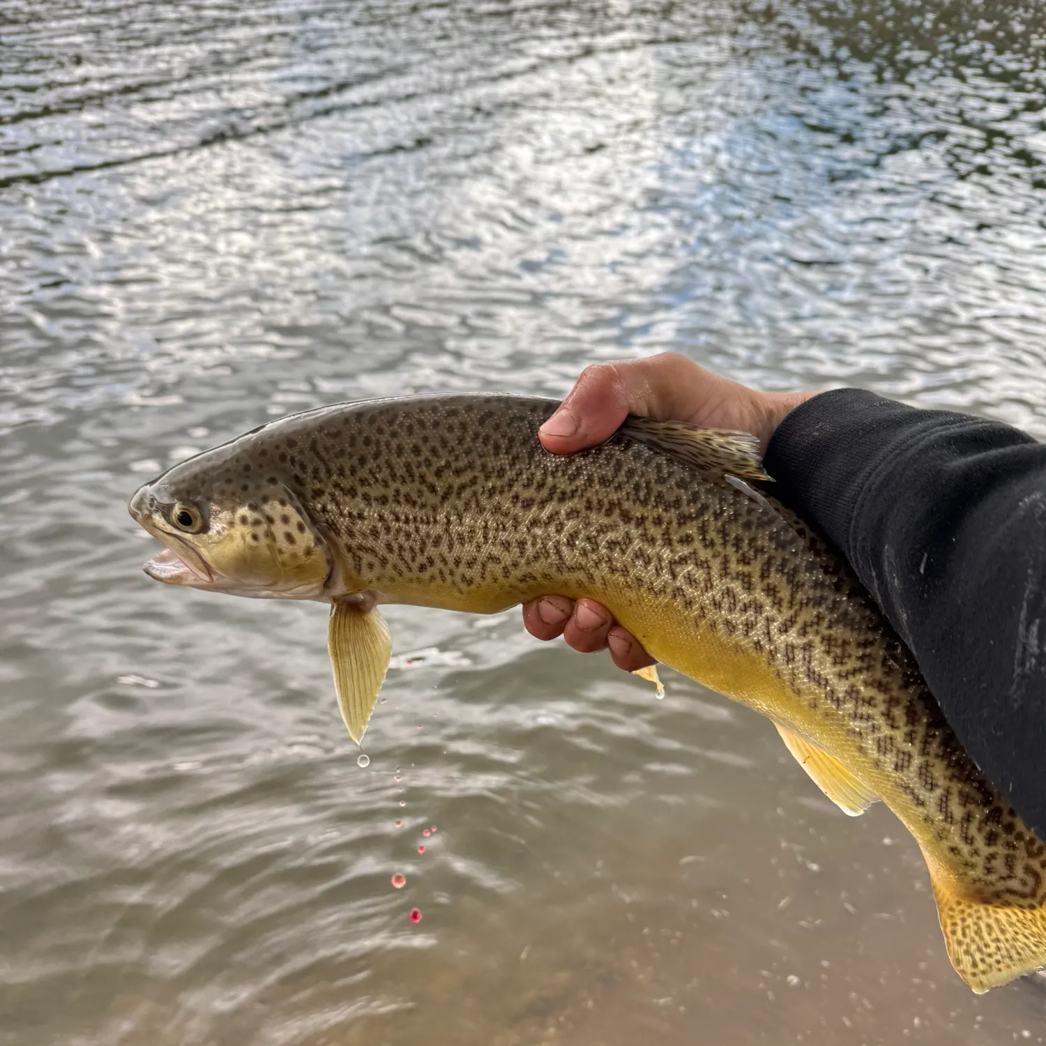 angler catch