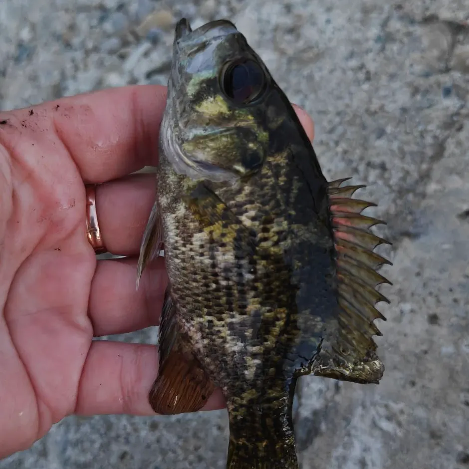 Rock bass caught on Fishbrain