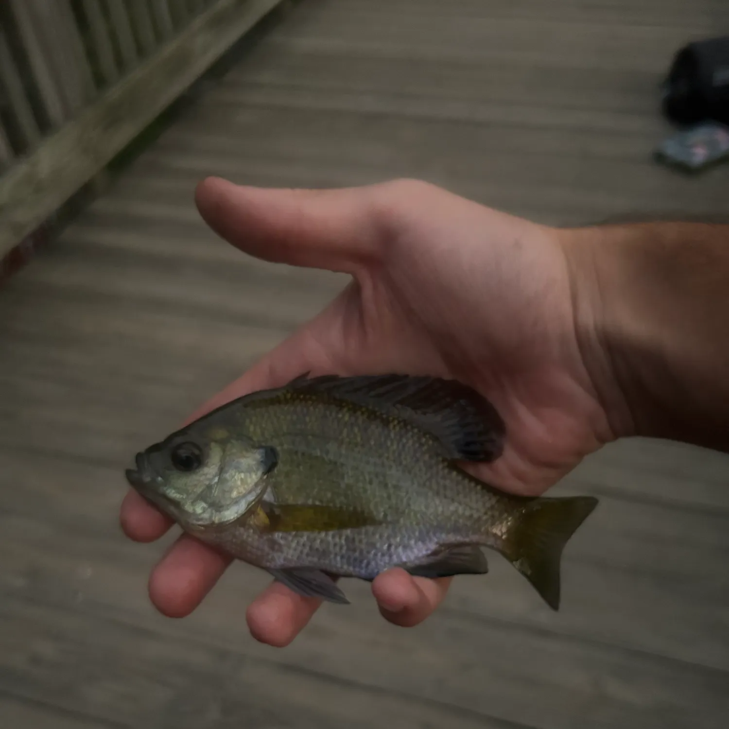 Bluegill caught on Fishbrain