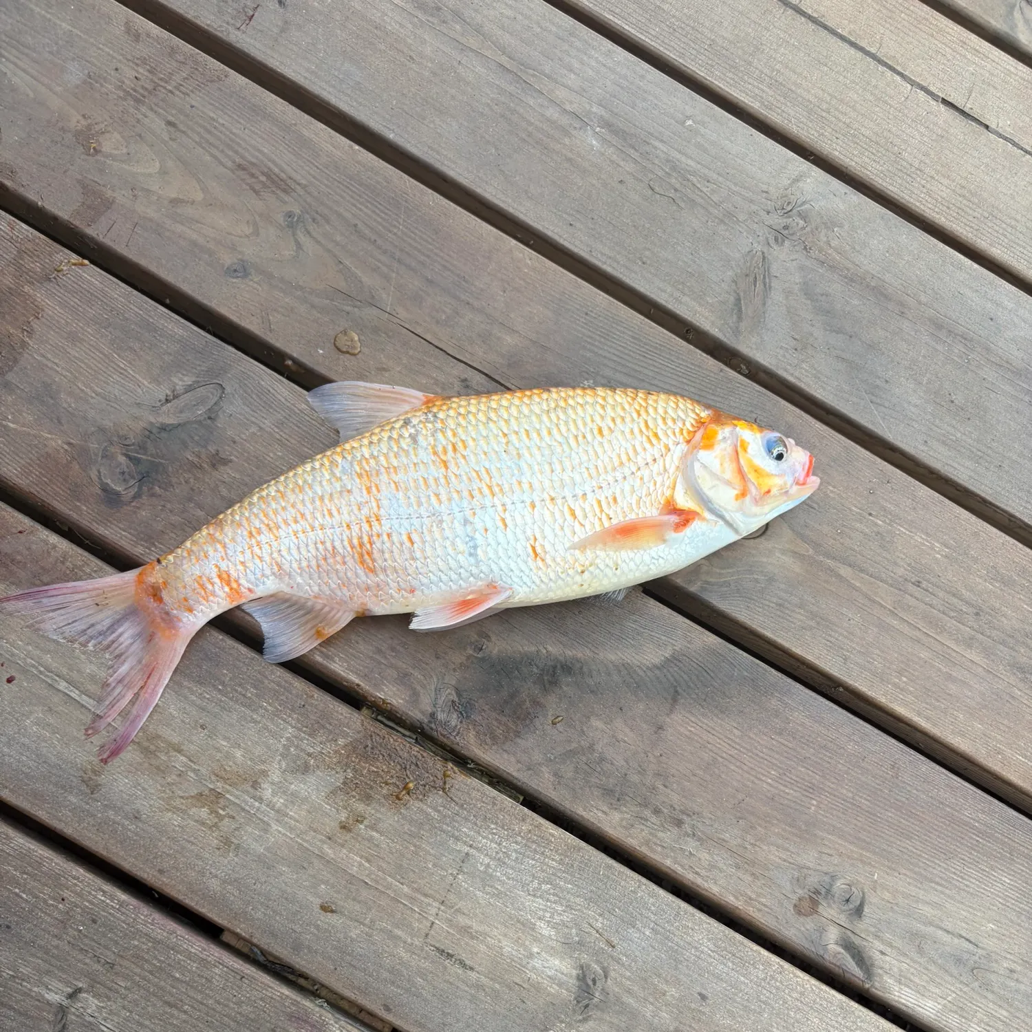 The most recent Goldfish catches on Fishbrain