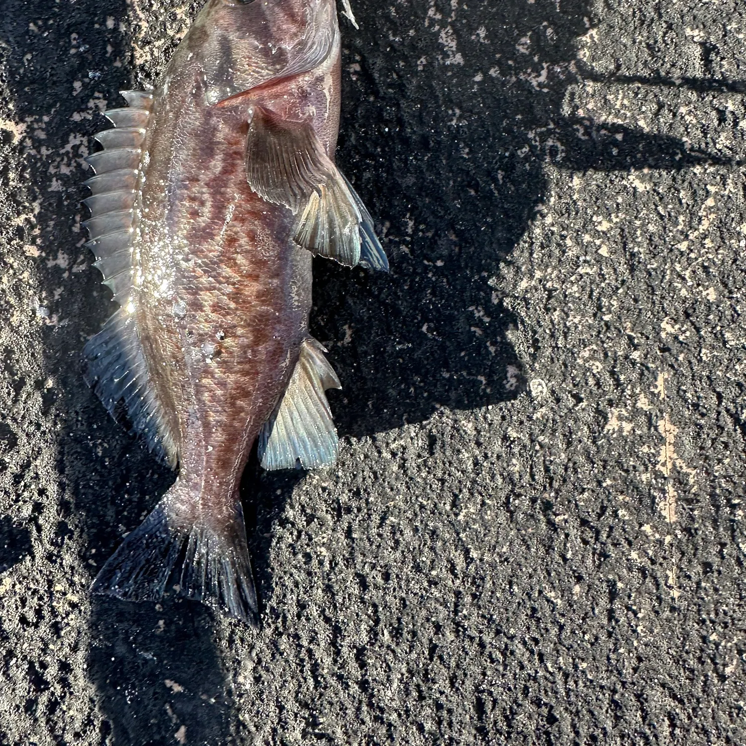 Black rockfish caught on Fishbrain