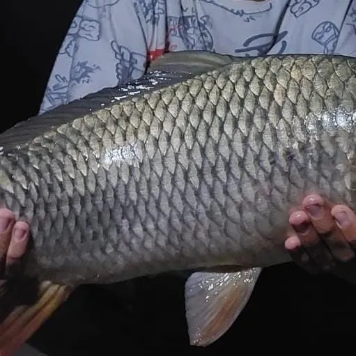 Common carp caught on Fishbrain