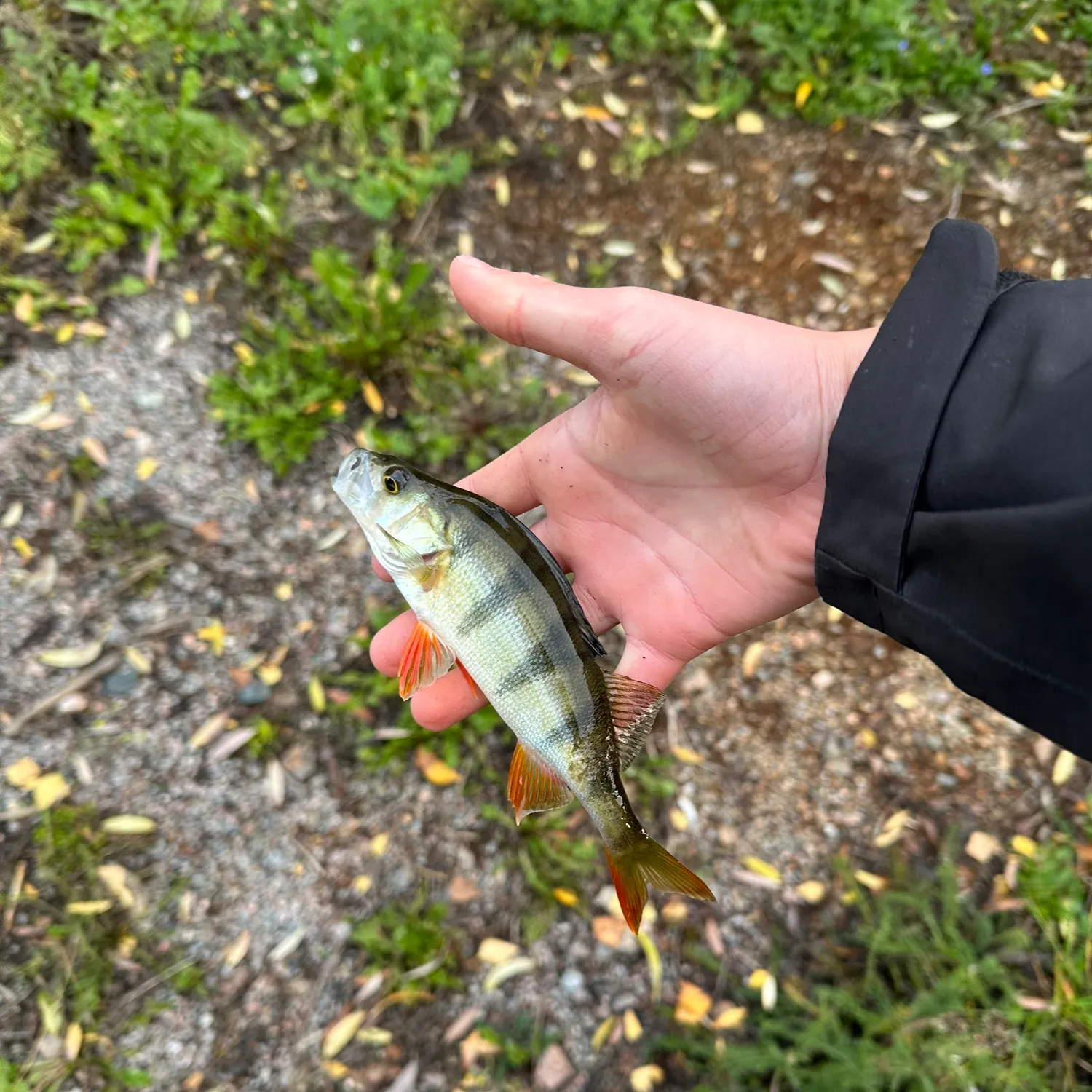 European perch caught on Fishbrain