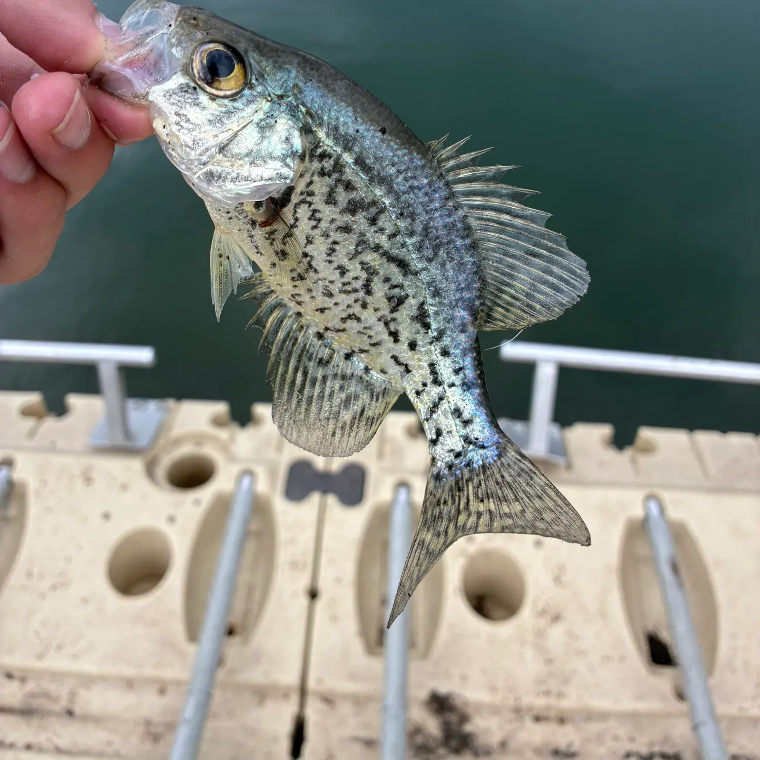 Black crappie caught on Fishbrain