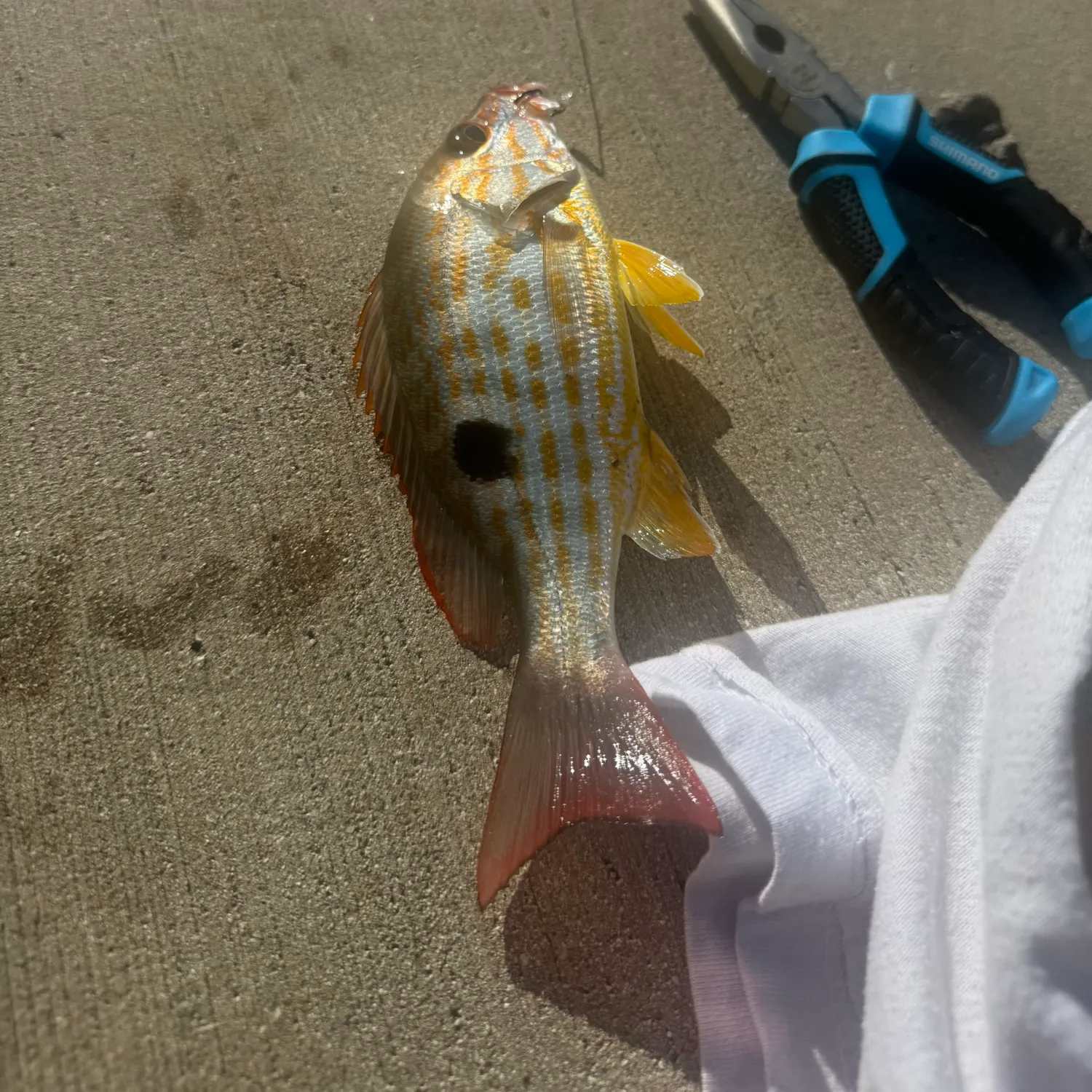recently logged catches