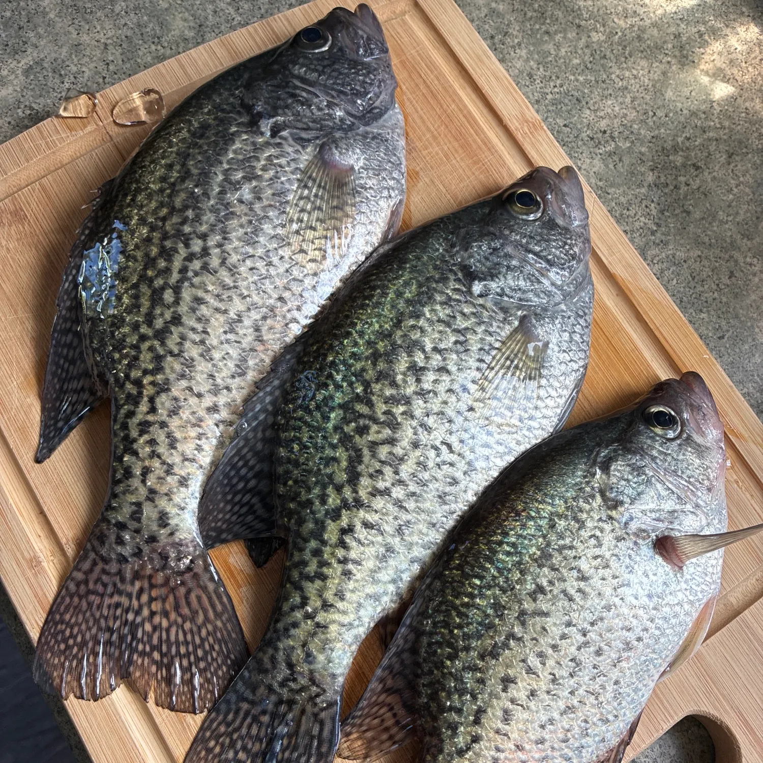 recently logged catches