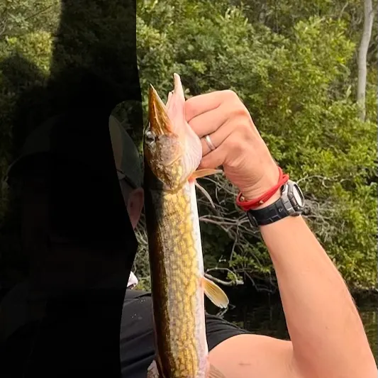 Chain pickerel caught on Fishbrain