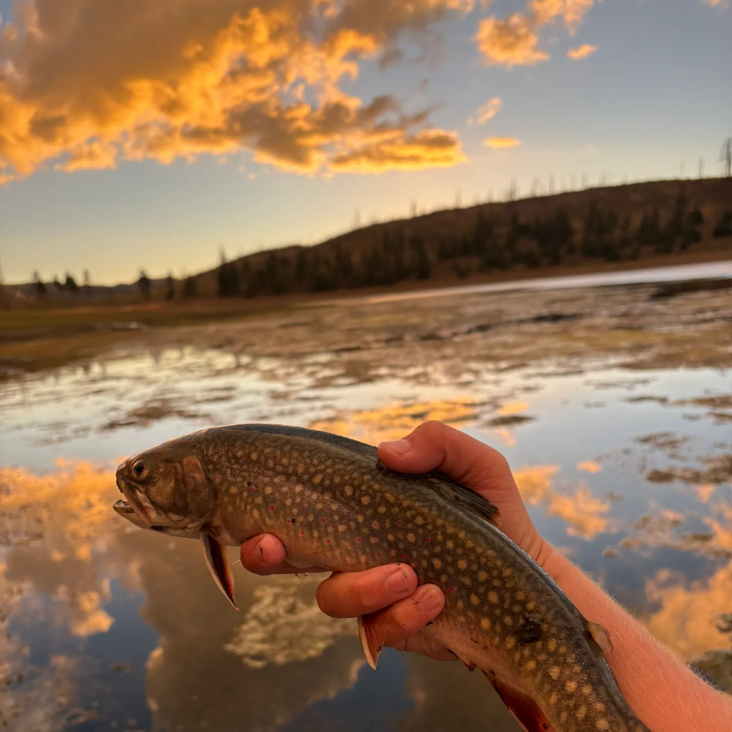 Brook trout caught on Fishbrain