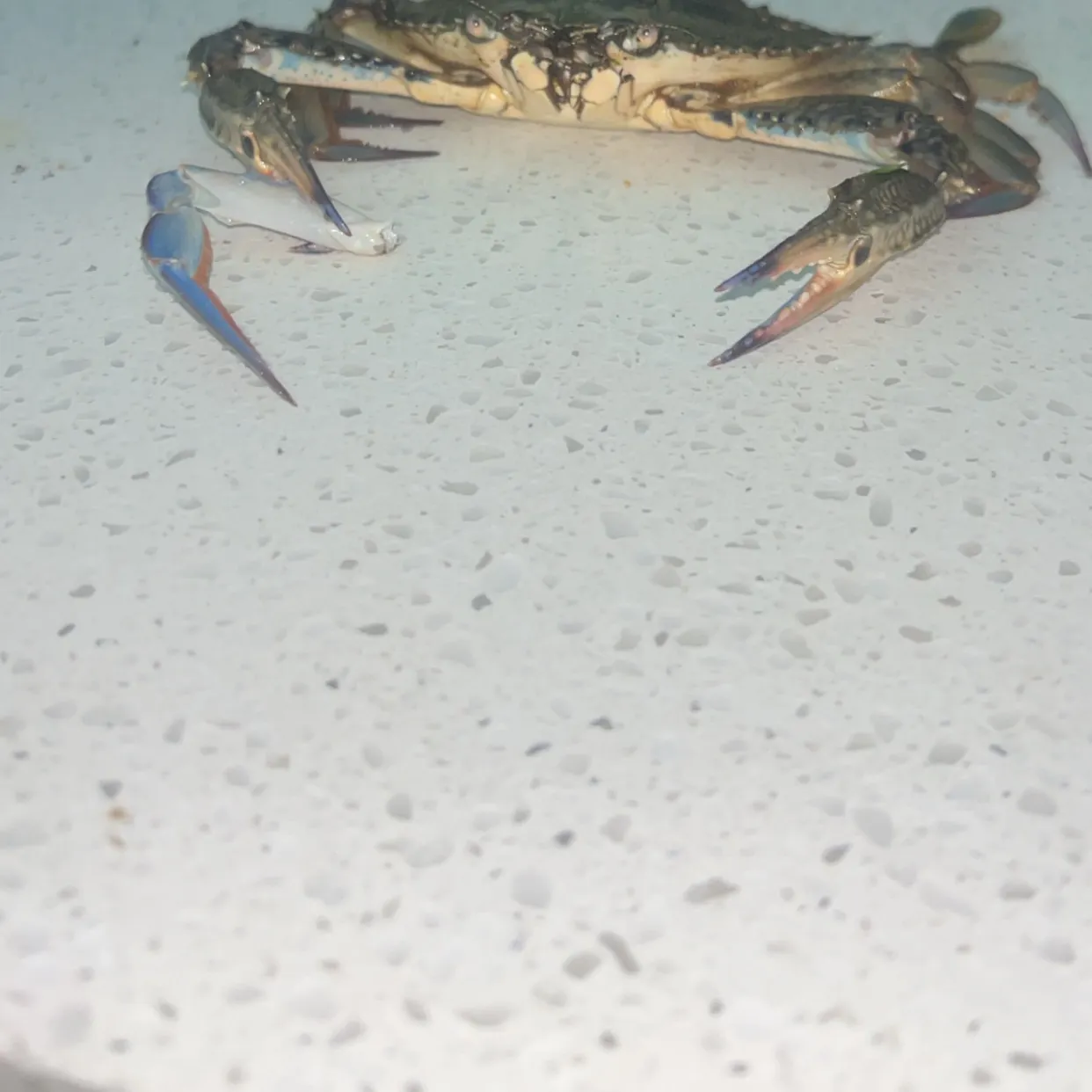 The most recent Western striped grunter catches on Fishbrain