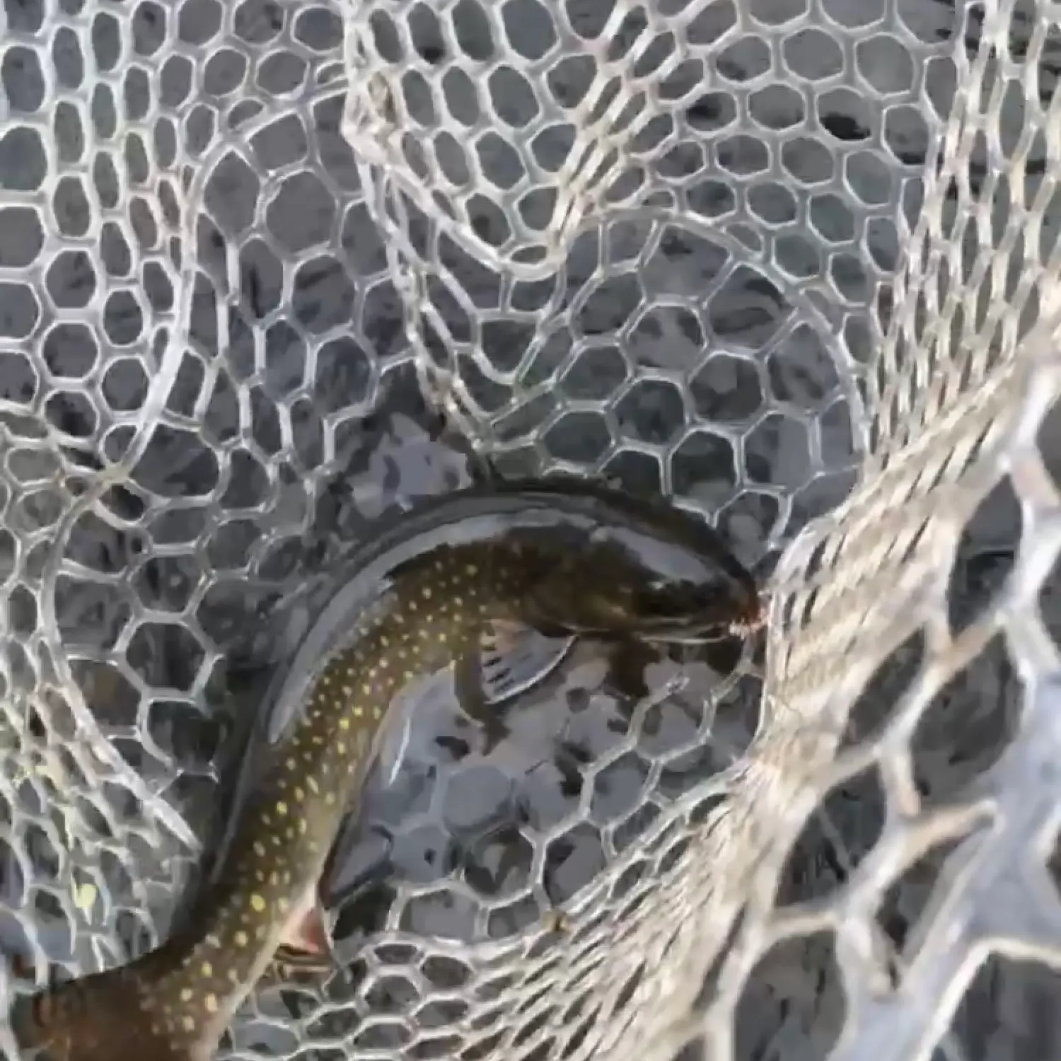 angler catch