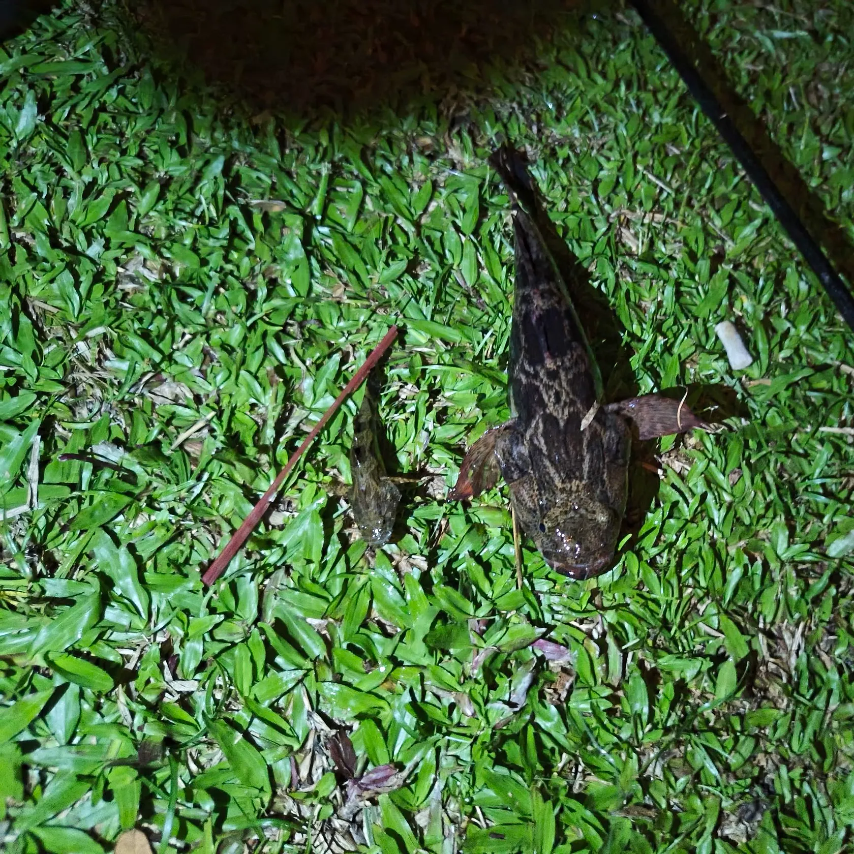 The most recent Marbled goby catches on Fishbrain