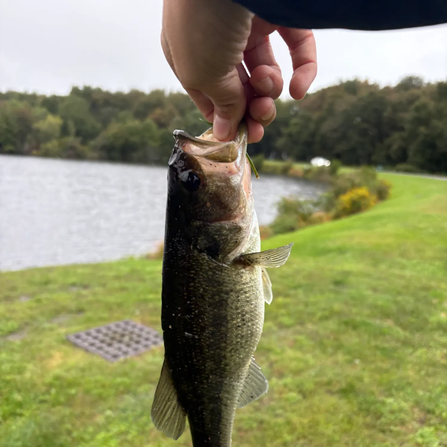 Fish caught on Fishbrain