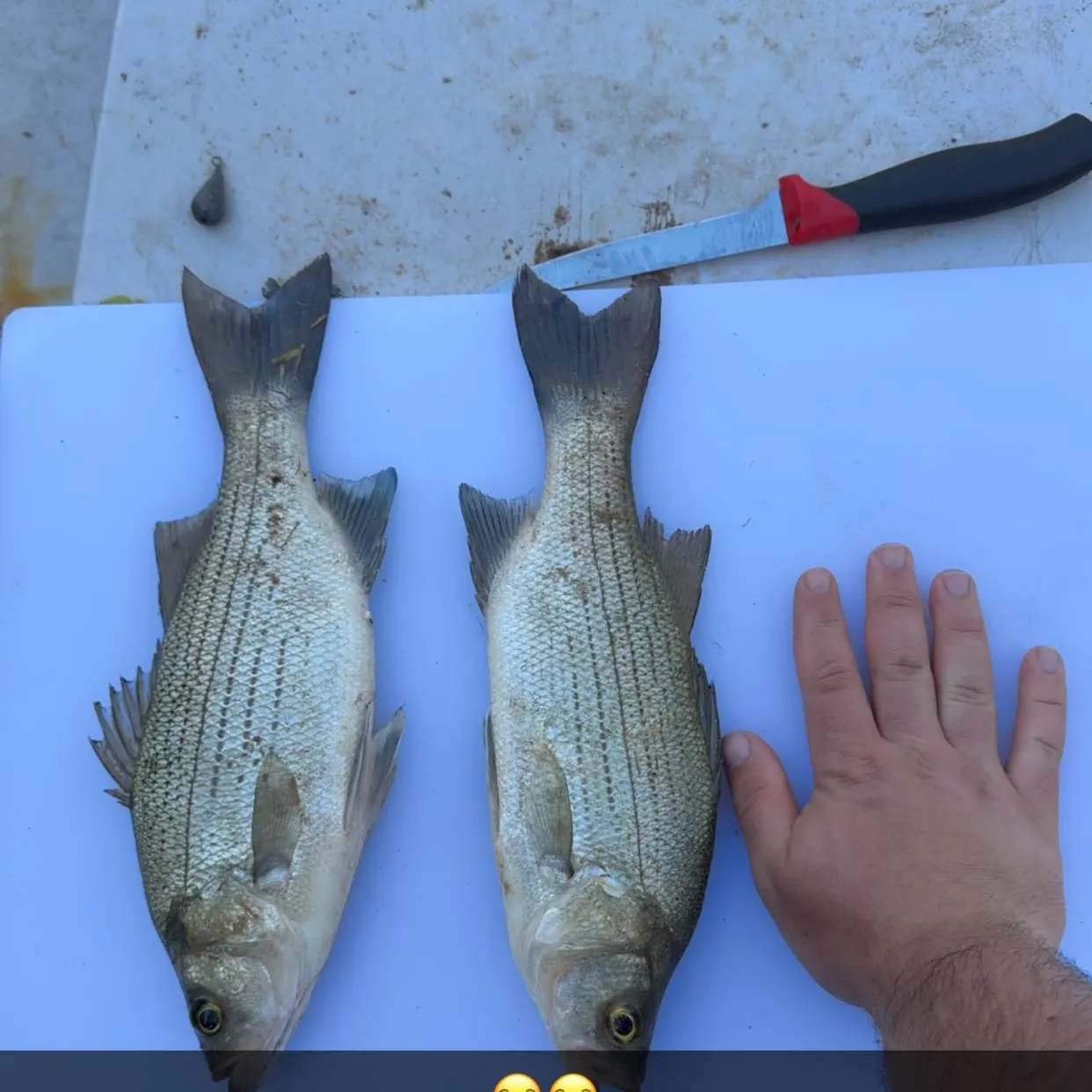 recently logged catches