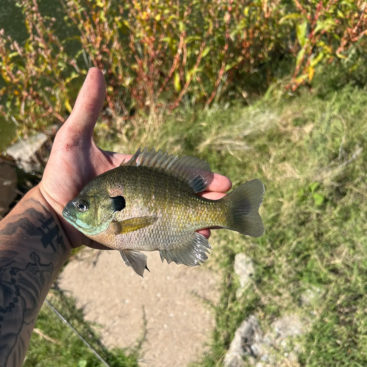 Bluegill caught on Fishbrain
