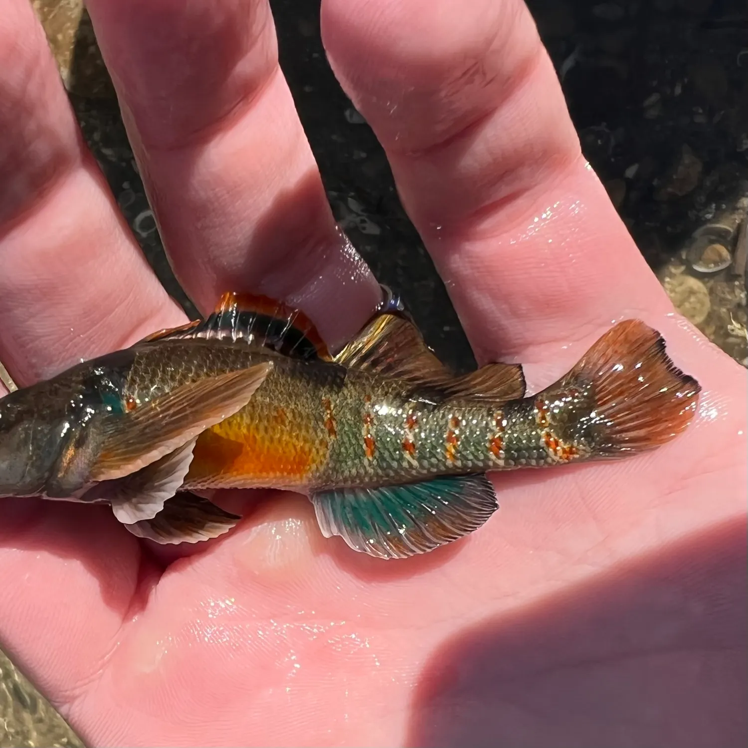 The most popular recent Variegate darter catch on Fishbrain