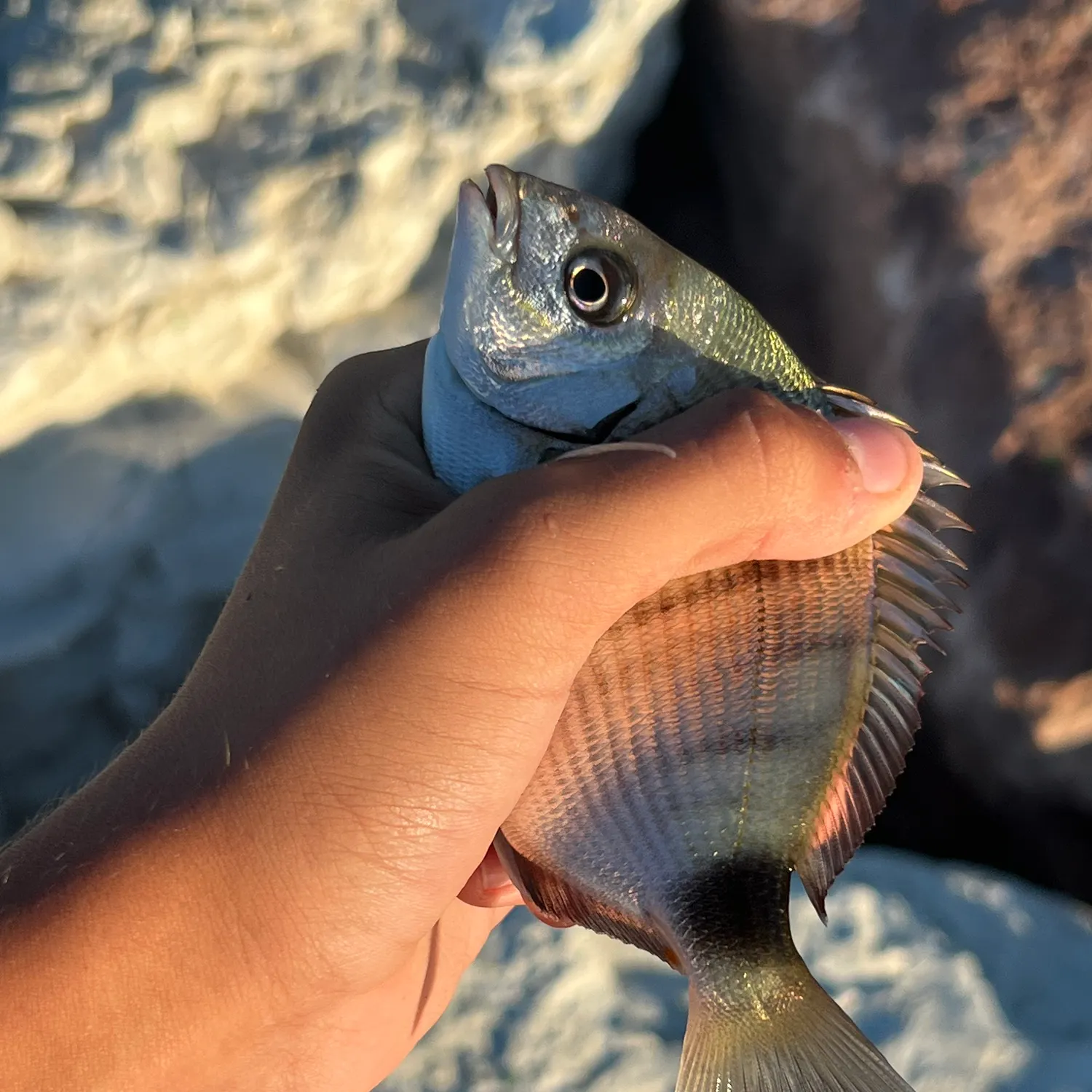 The most recent White seabream catches on Fishbrain