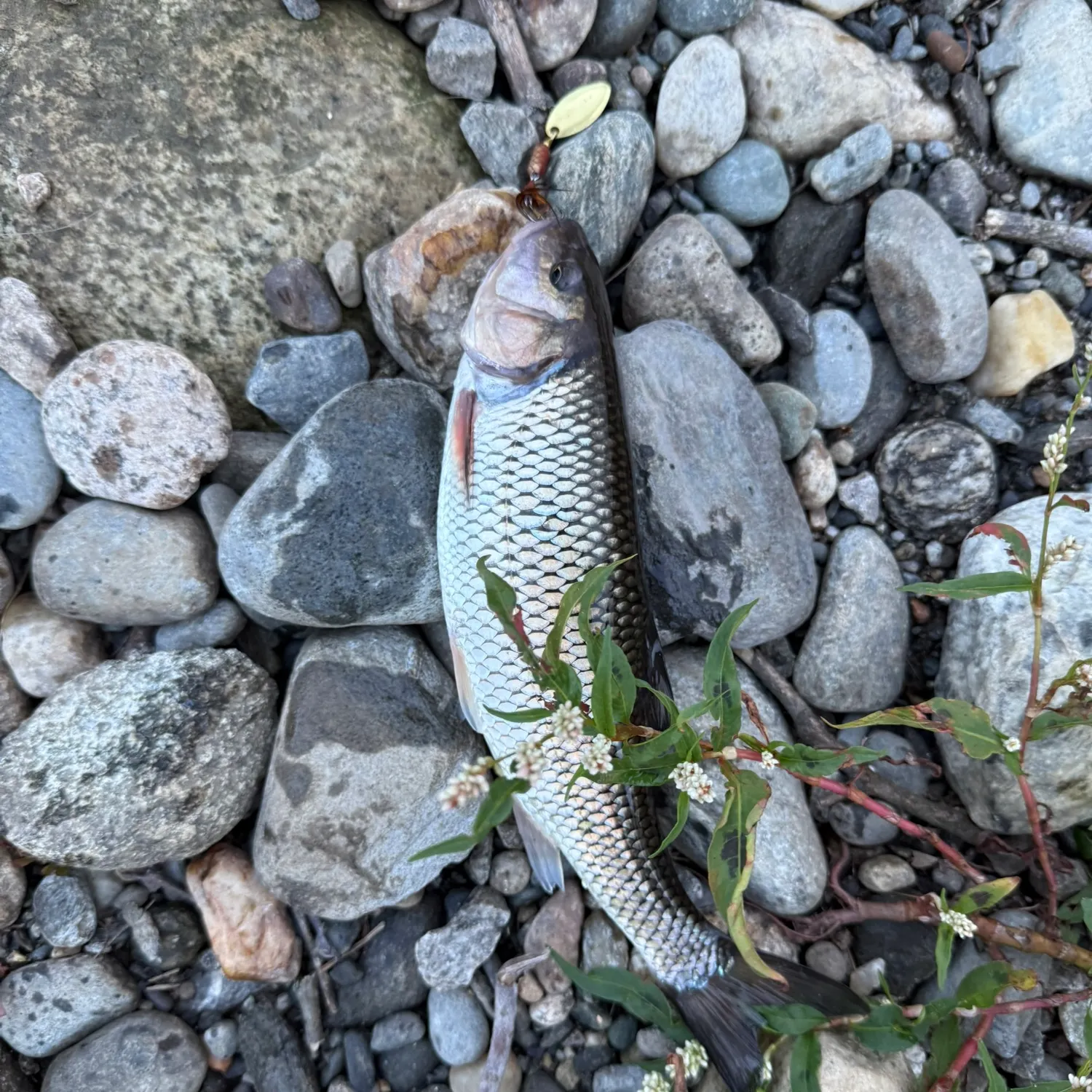 Fallfish caught on Fishbrain