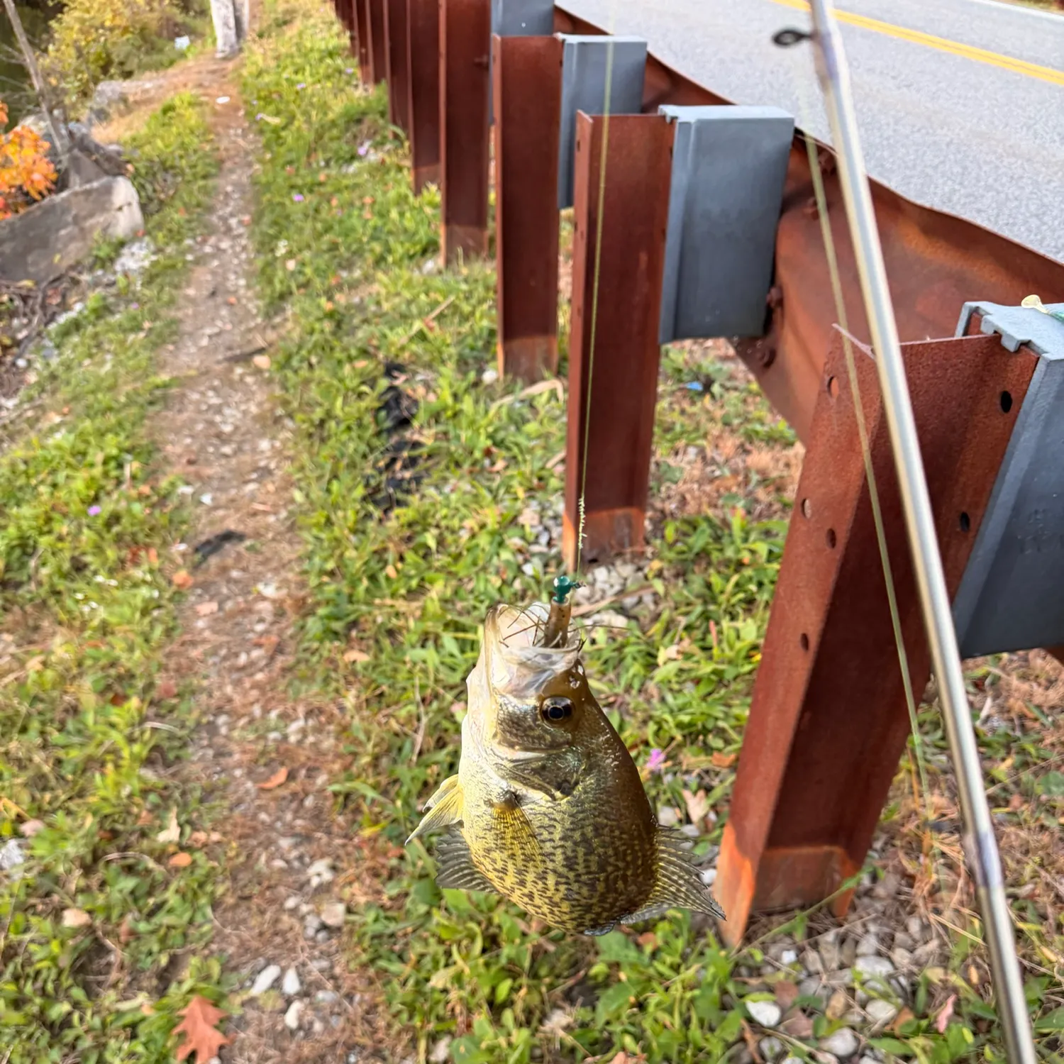 Black crappie caught on Fishbrain