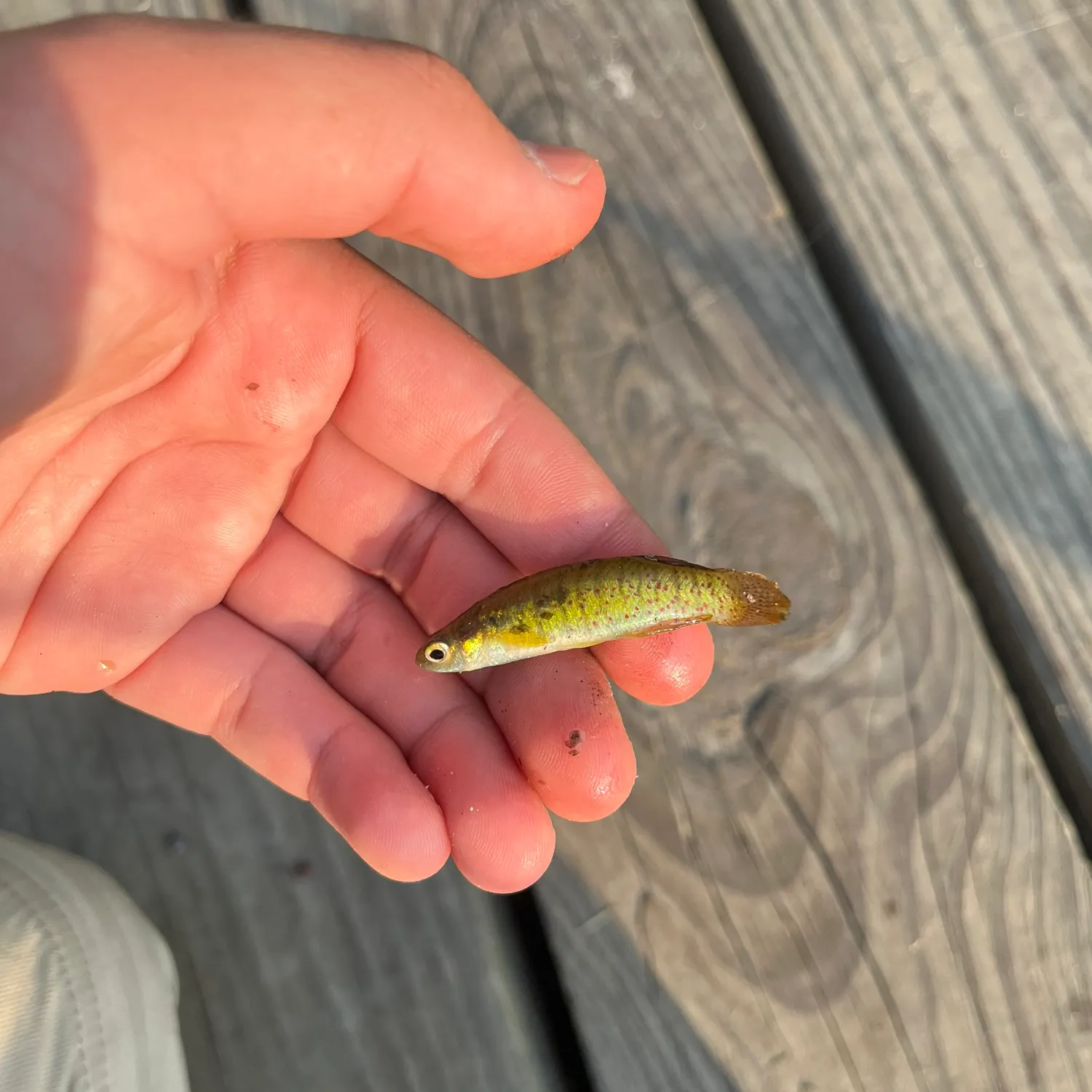 The most recent Golden topminnow catches on Fishbrain
