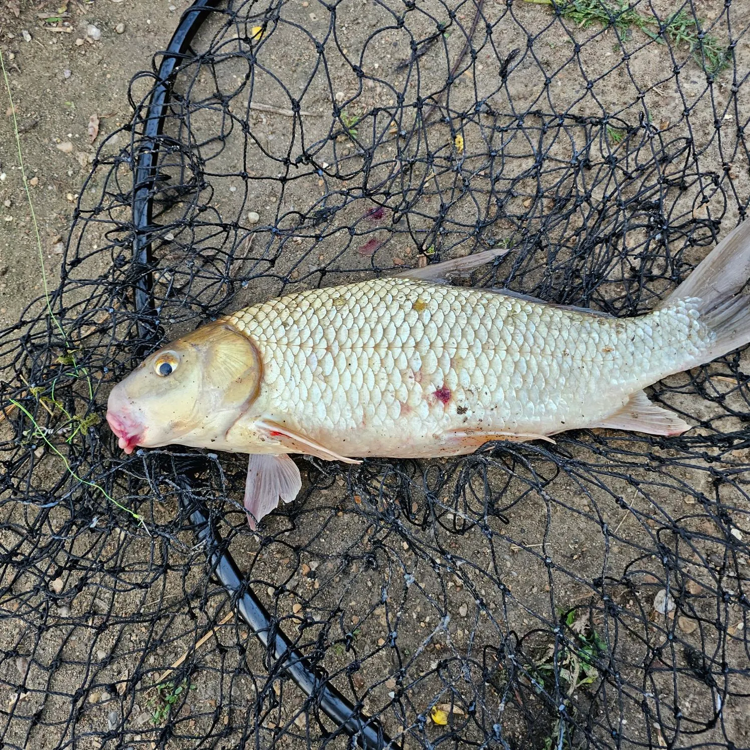 The most recent Quillback catches on Fishbrain