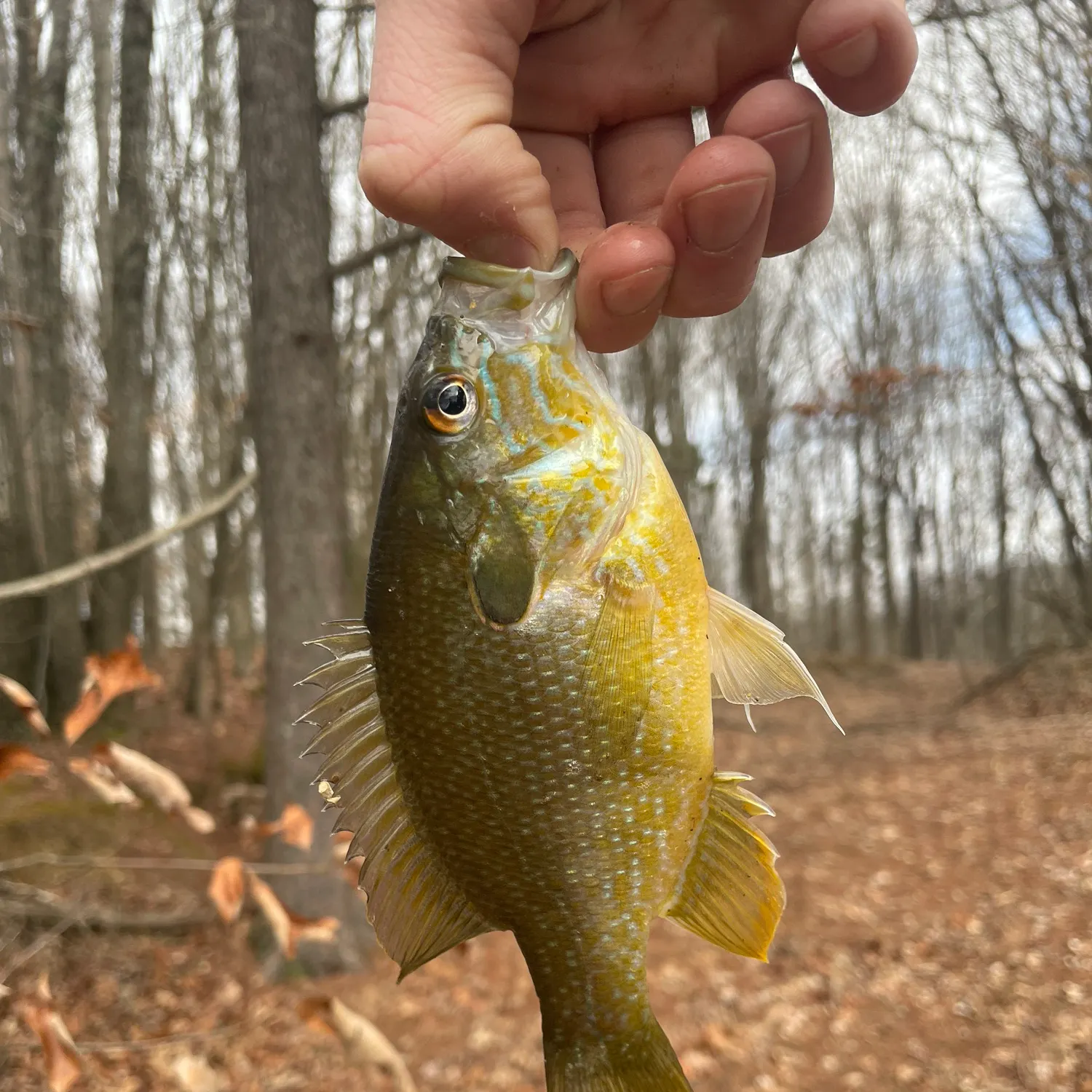 The most recent Green sunfish catches on Fishbrain