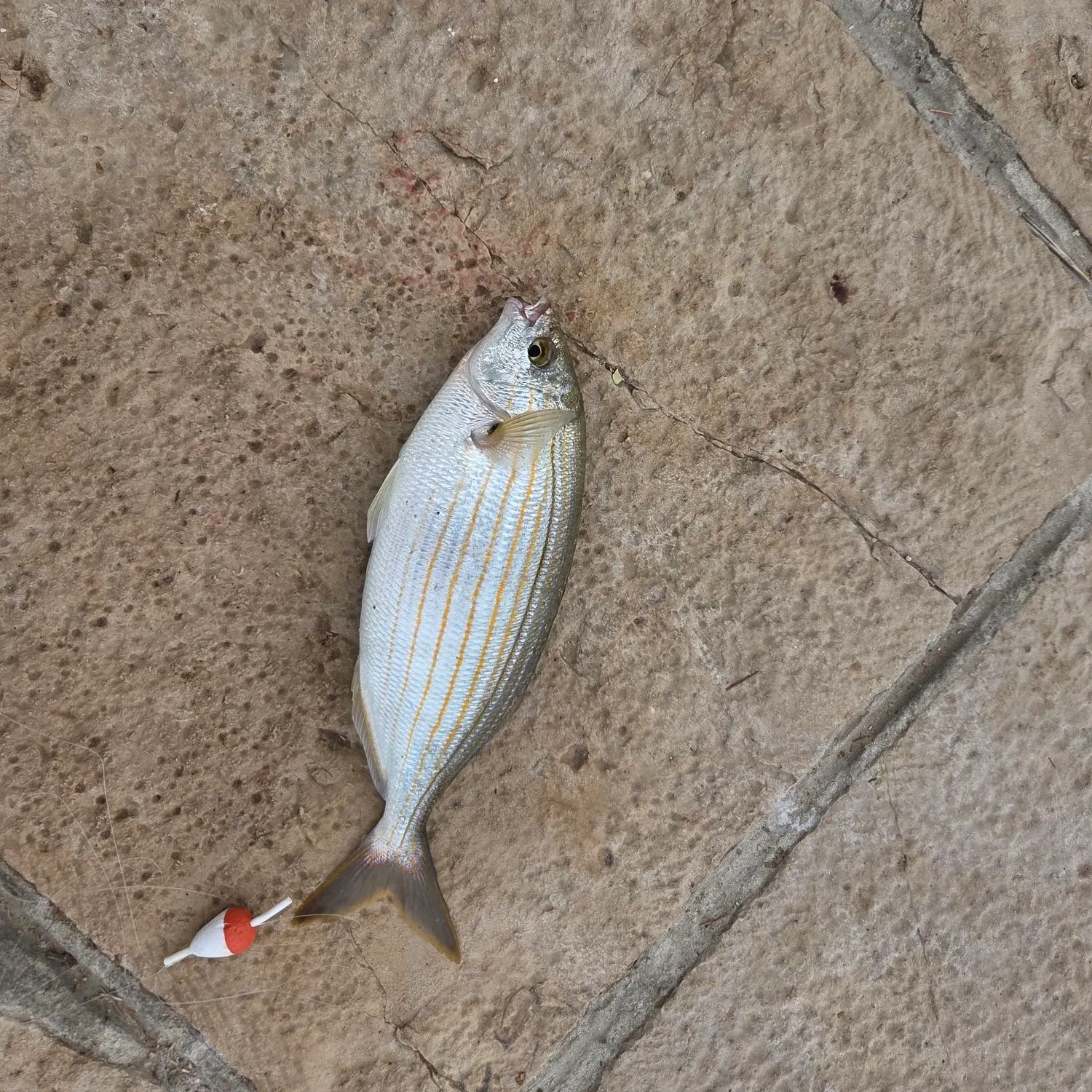 The most recent Salema porgy catches on Fishbrain