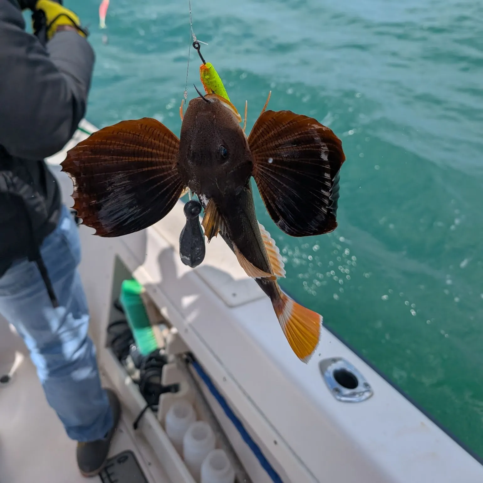 recently logged catches