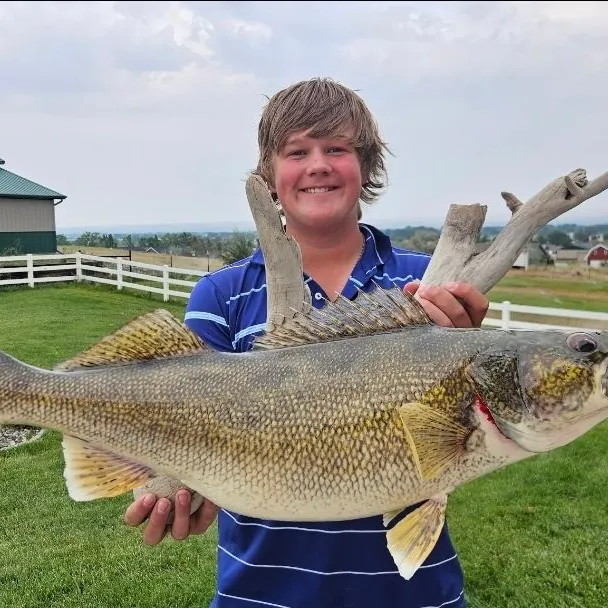 Walleye caught on Fishbrain