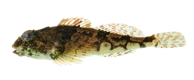 Grubby sculpin