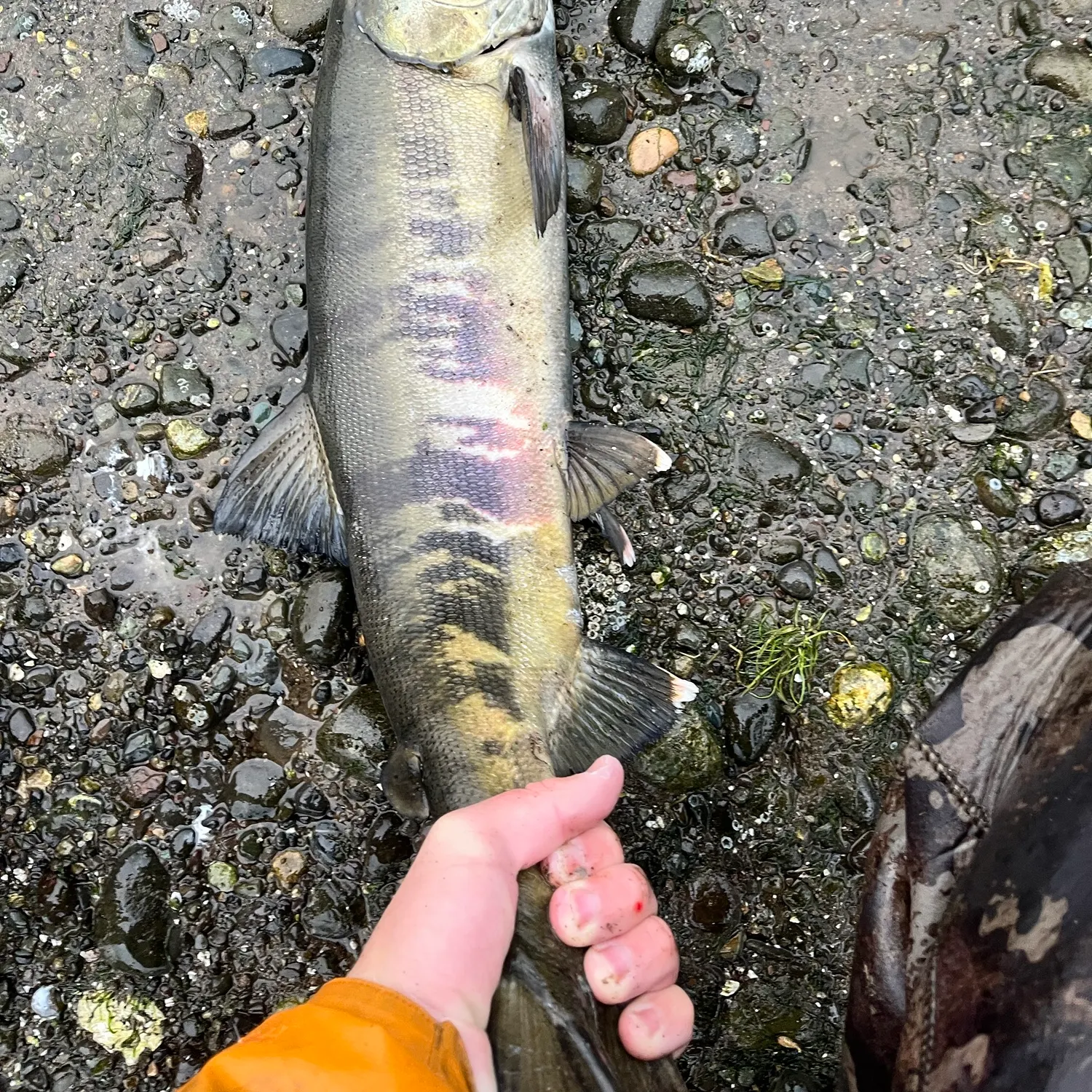 Chum salmon caught on Fishbrain