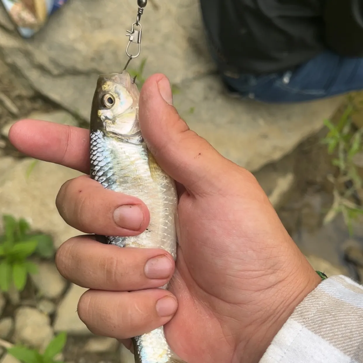 The most recent White shiner catches on Fishbrain