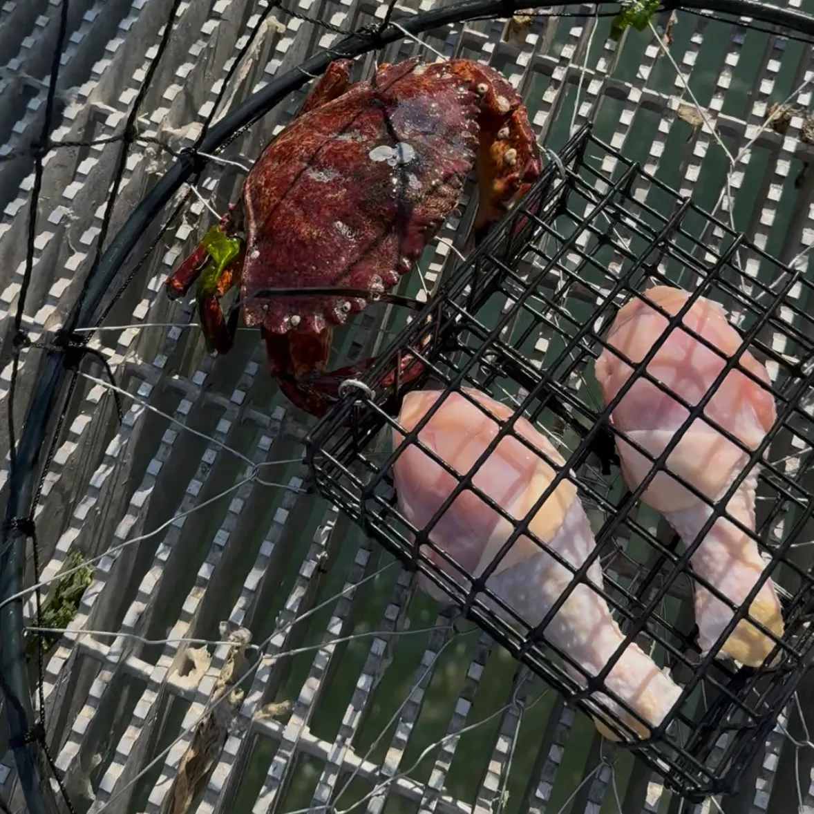 The most recent Red rock crab catches on Fishbrain