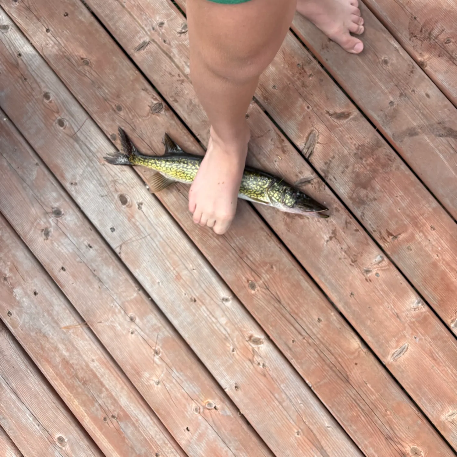 Chain pickerel caught on Fishbrain