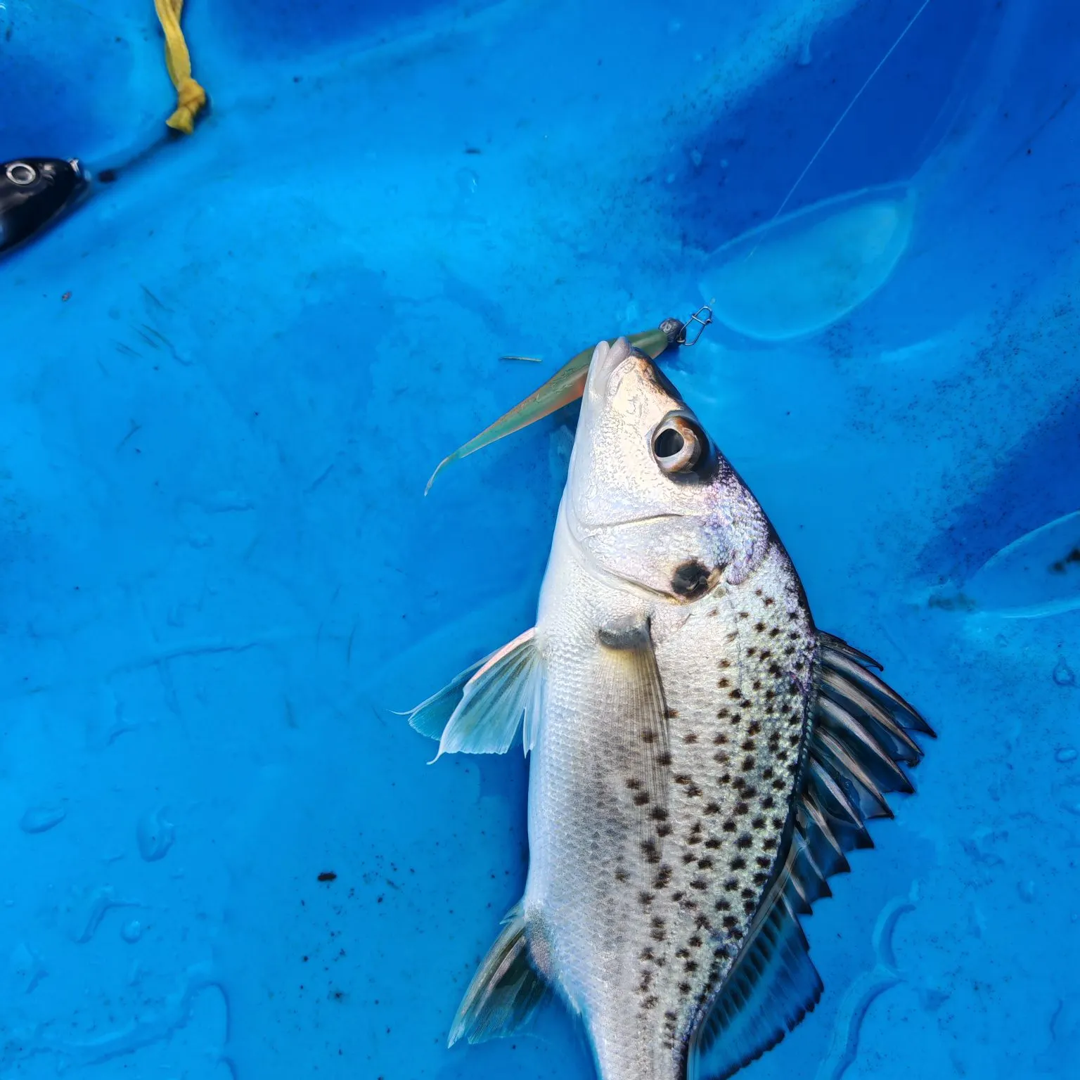 The most recent Smallspotted grunter catches on Fishbrain