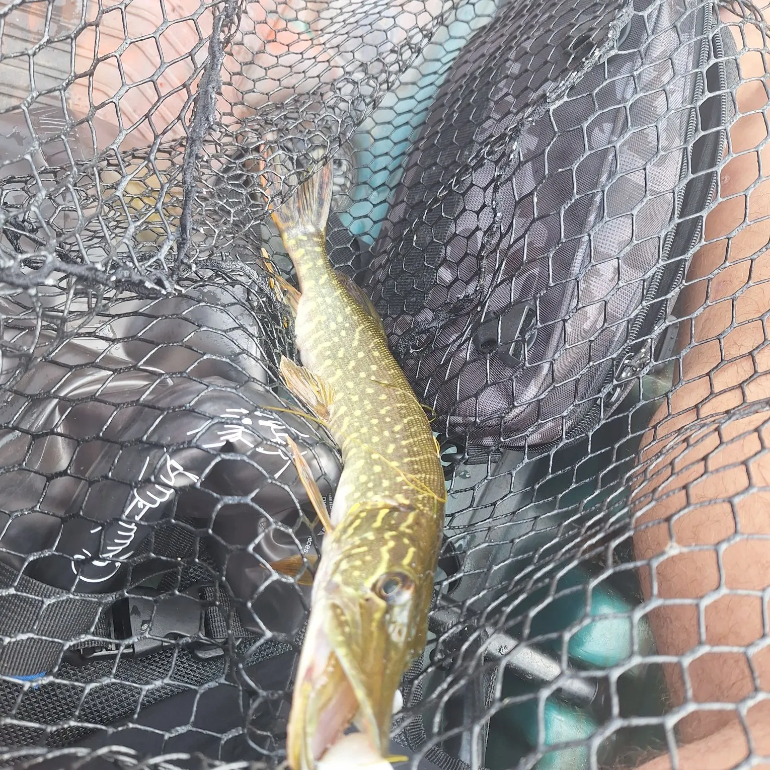 Northern pike caught on Fishbrain
